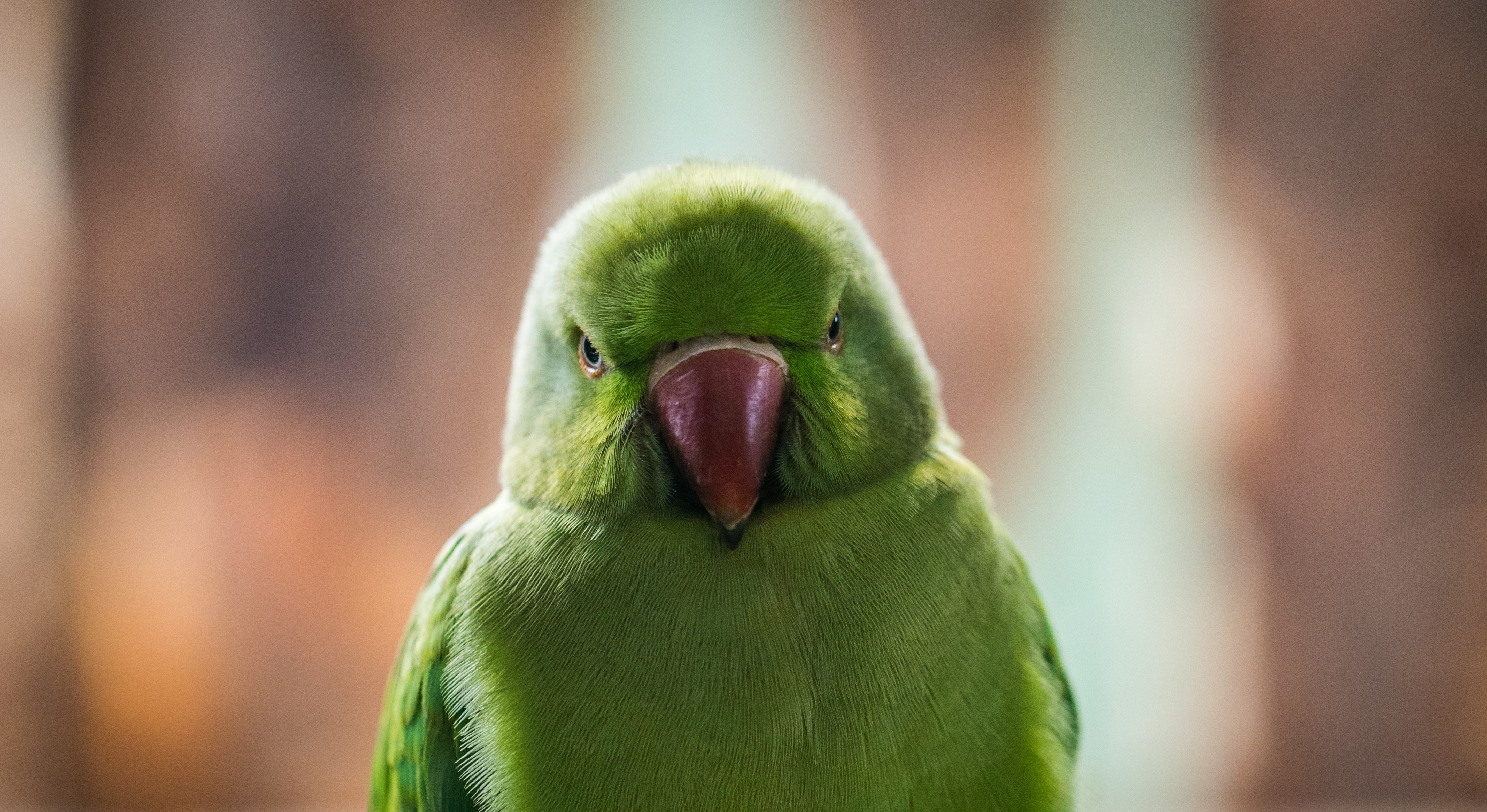 Попугай открывает рот. Волнистый попугай зеленый. Попугай улыбается. Взгляд попугая. Клюв попугая.